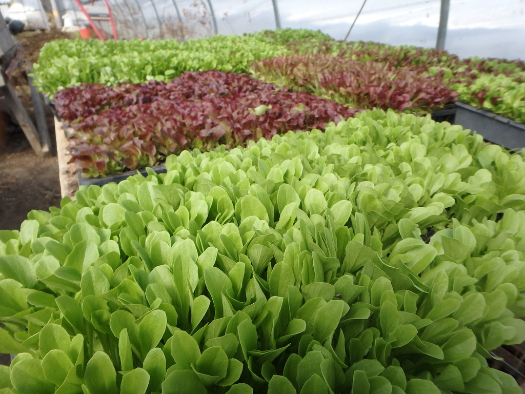 Garens Greens at Schoodic Hollow Farm