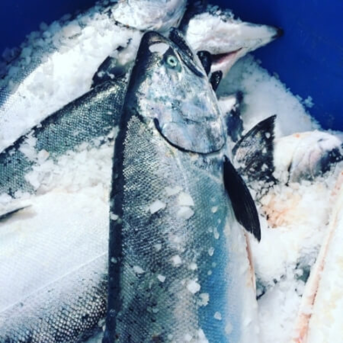 Garibaldi Community Supported Fishery