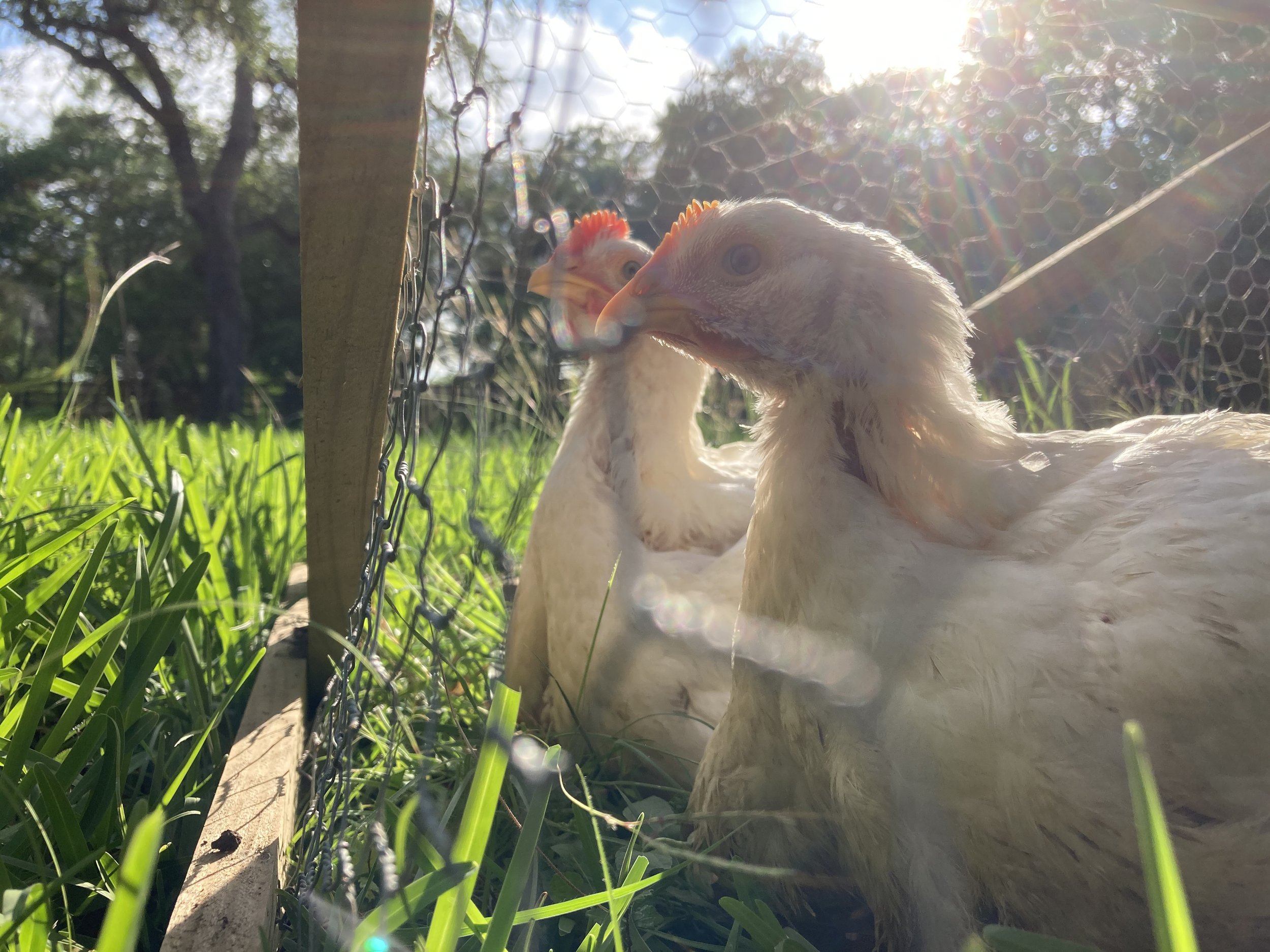 Geosmin Regenerative