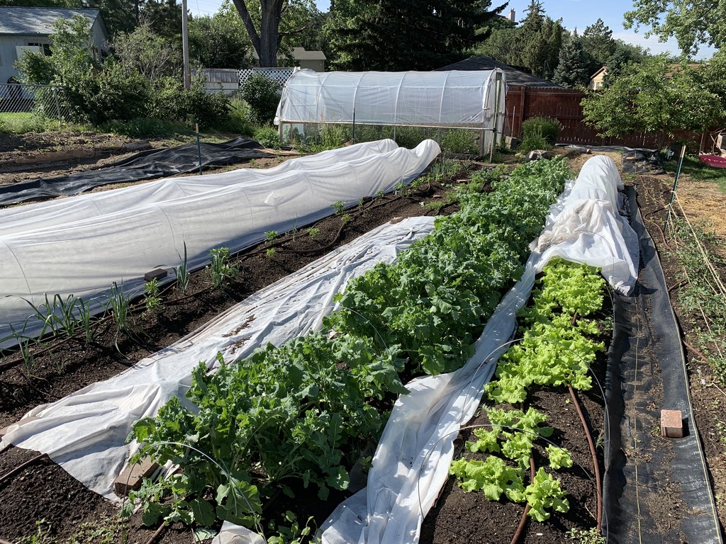 Giggle Belly Urban Farm