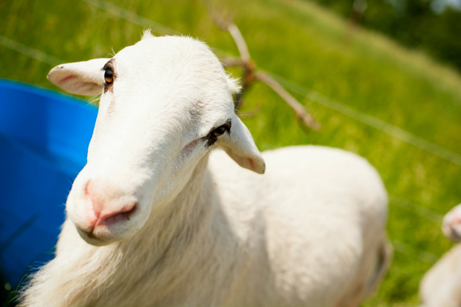 Goff Greengate Farm, LLC