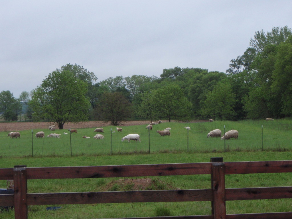 Goose Run Farms