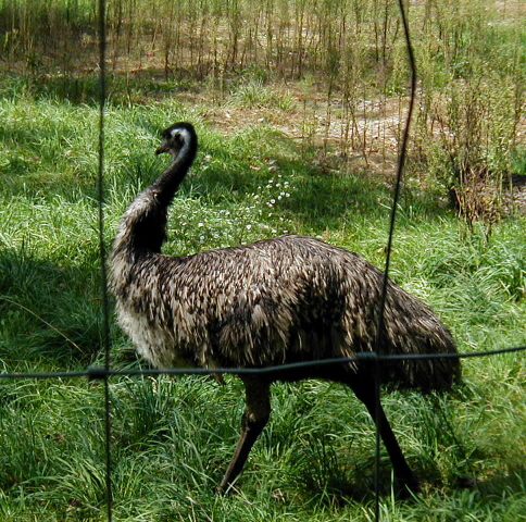 Great Lakes Emu Products LLC