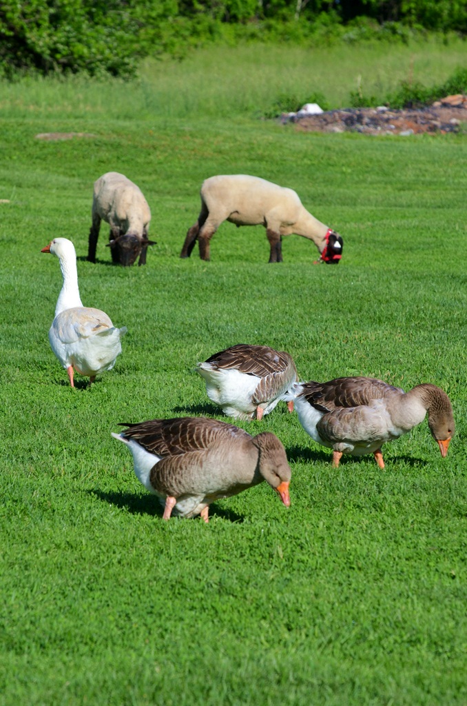 Green Hill Farm