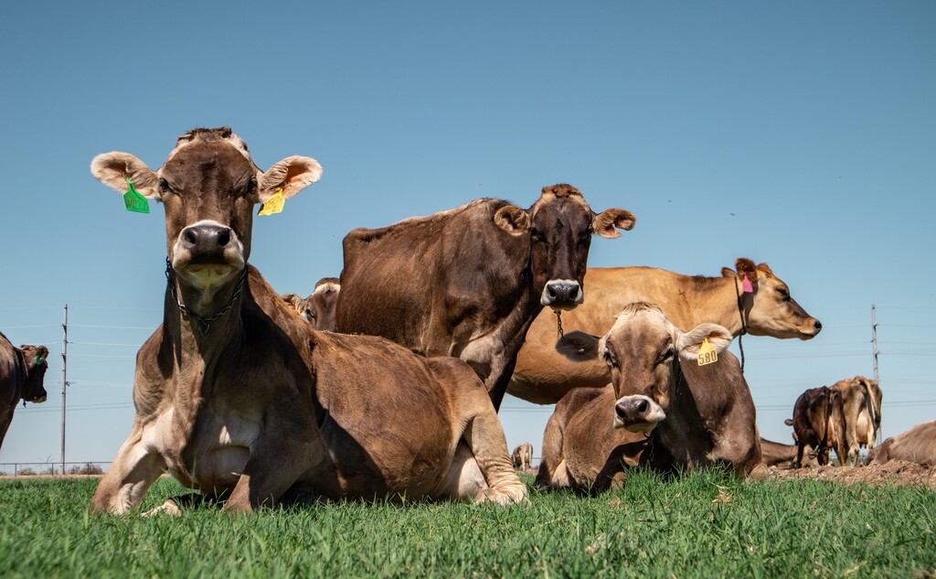 Green Pastures Raw Milk Dairy