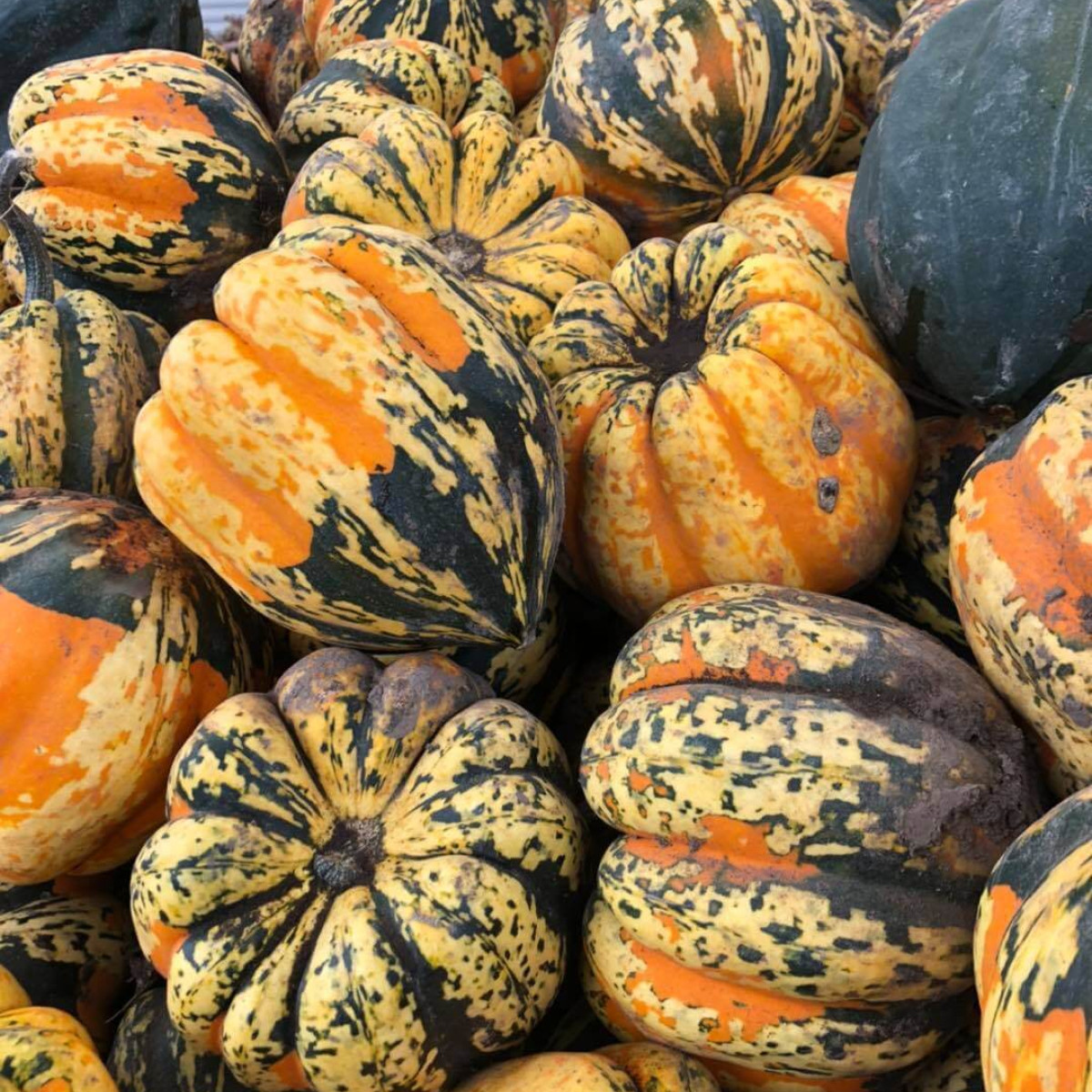 Greens Bridge Gardens