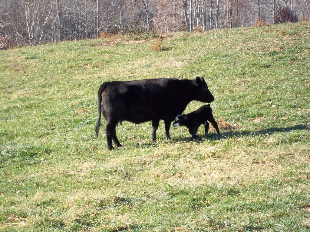 Gregory Family Farms