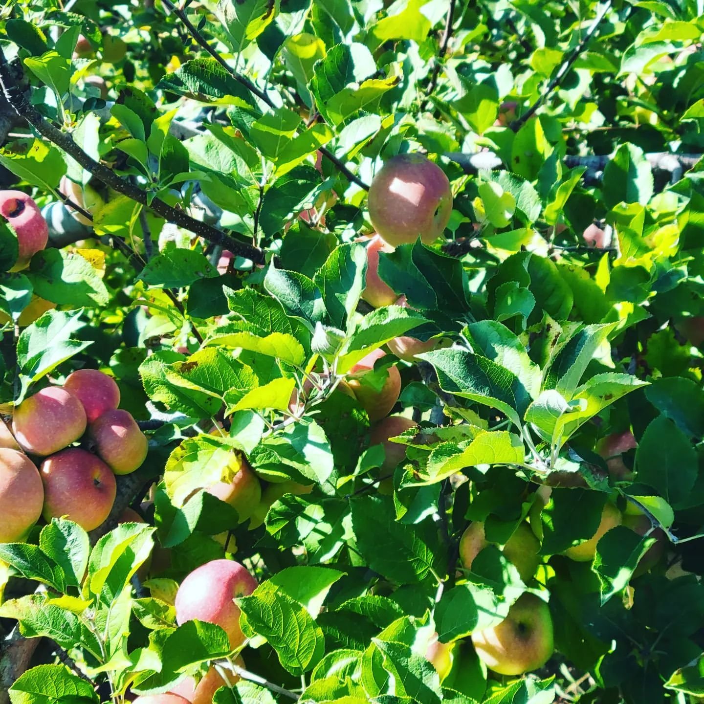 Gross Orchard