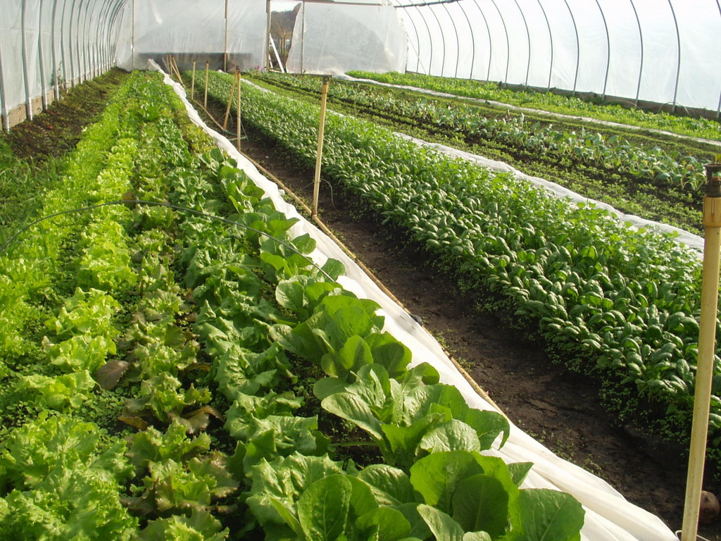 Groundswell Greens