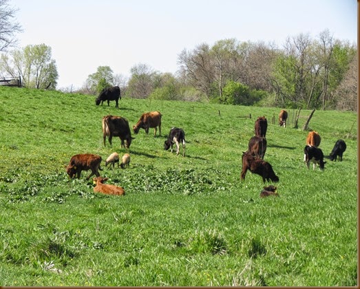 Growing N Grace Natural Farm