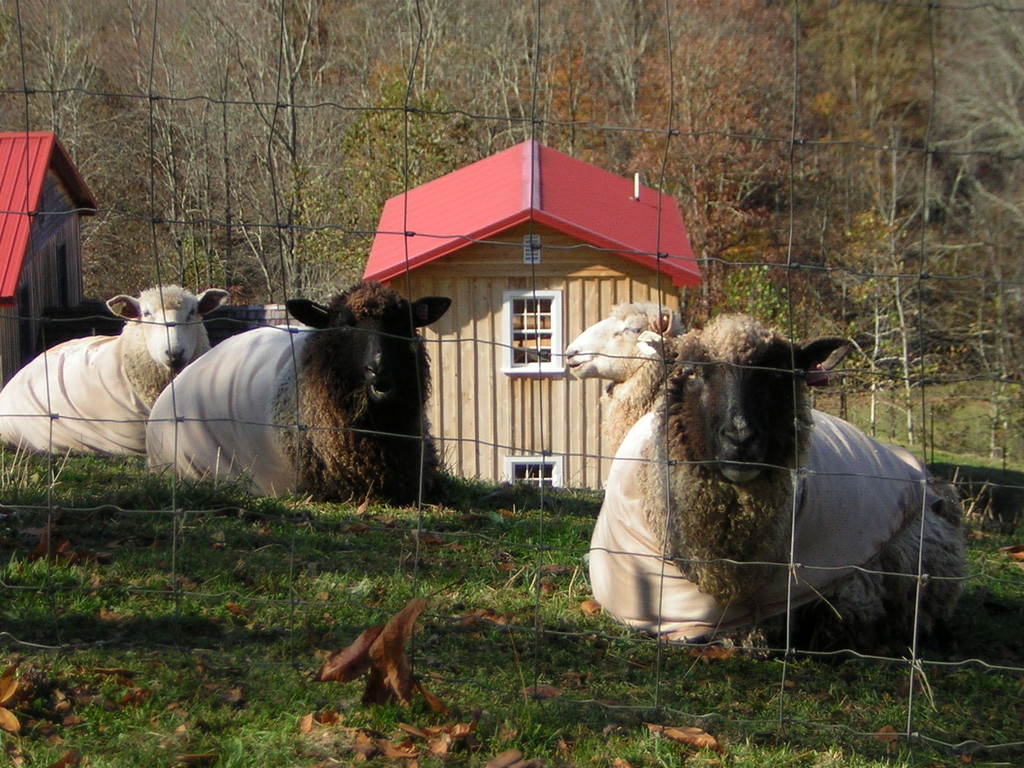 Hearts of the Meadow Farm