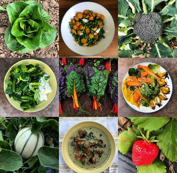 Helsing Junction Farms CSA