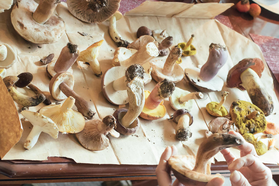 Hexenring Mushrooms