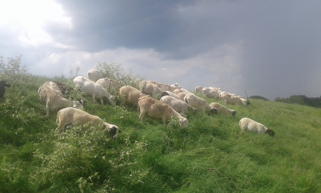 Hidden Hills Farm & Ranch