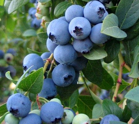 Hidden River Farm, LLC