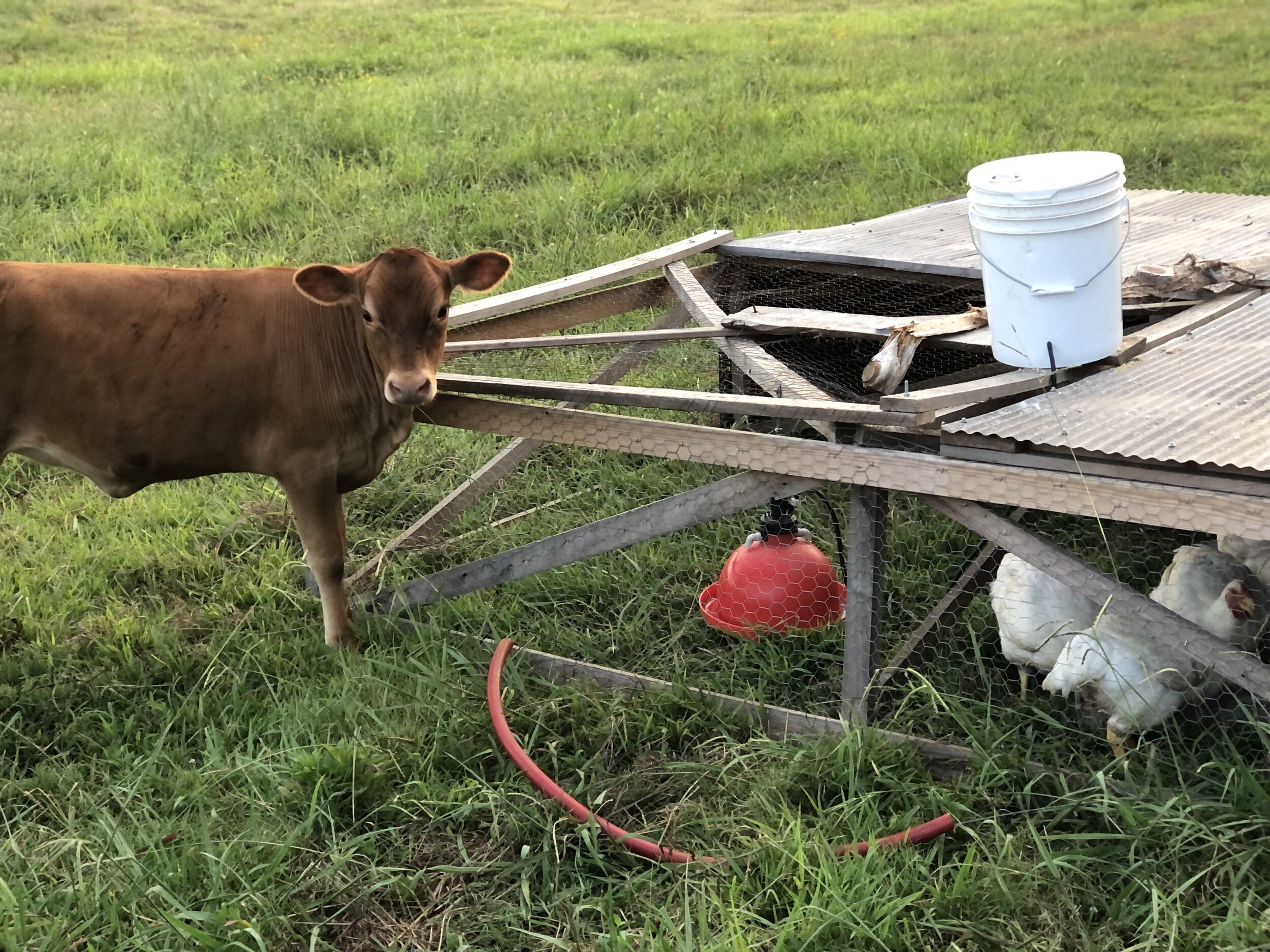 Hideaway Farms on farm pickup
