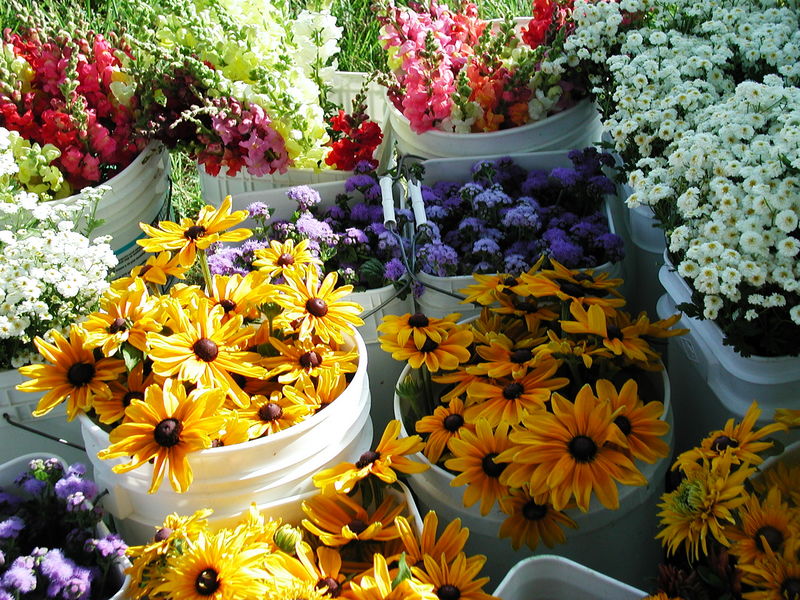 High Meadow Flower Farm