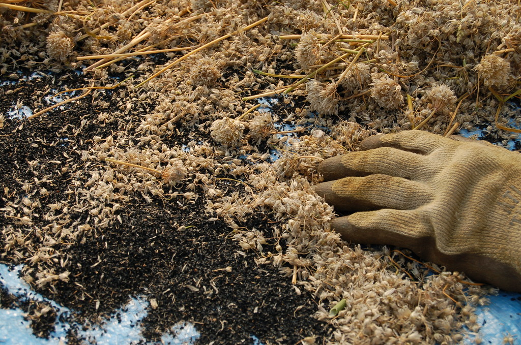 High Mowing Organic Seeds