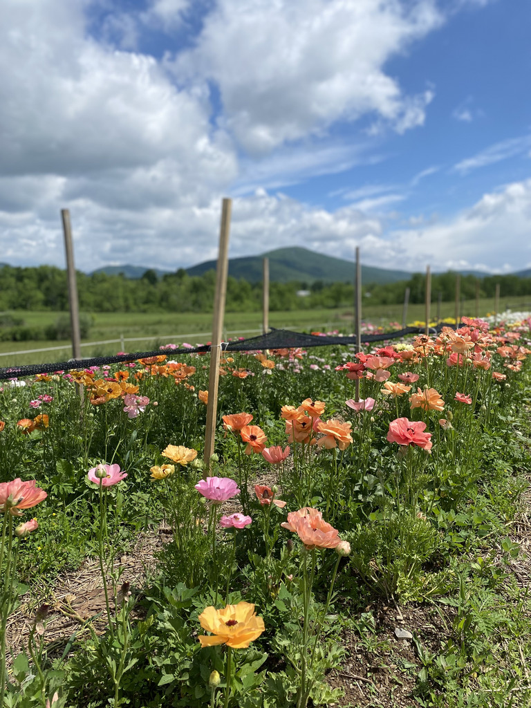 Hillside Flowers