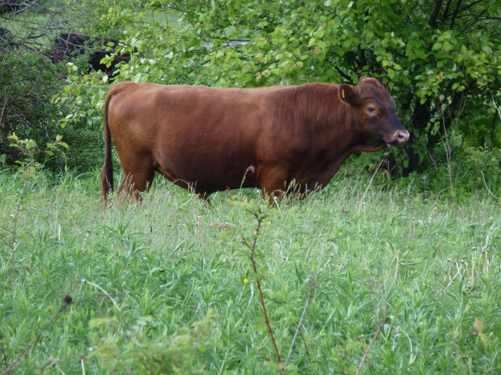 Hillside Meadows Farm