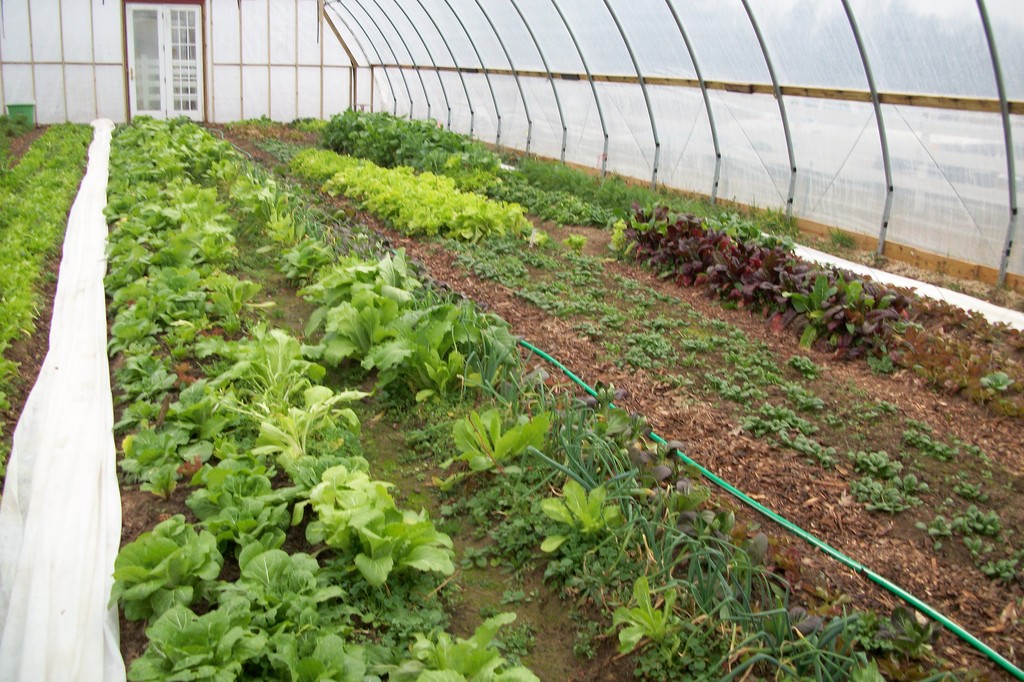 Holly Hill Organic Farm