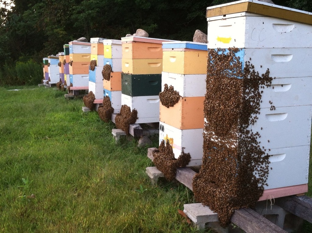 Home of the Honey Bee & Maple Tree