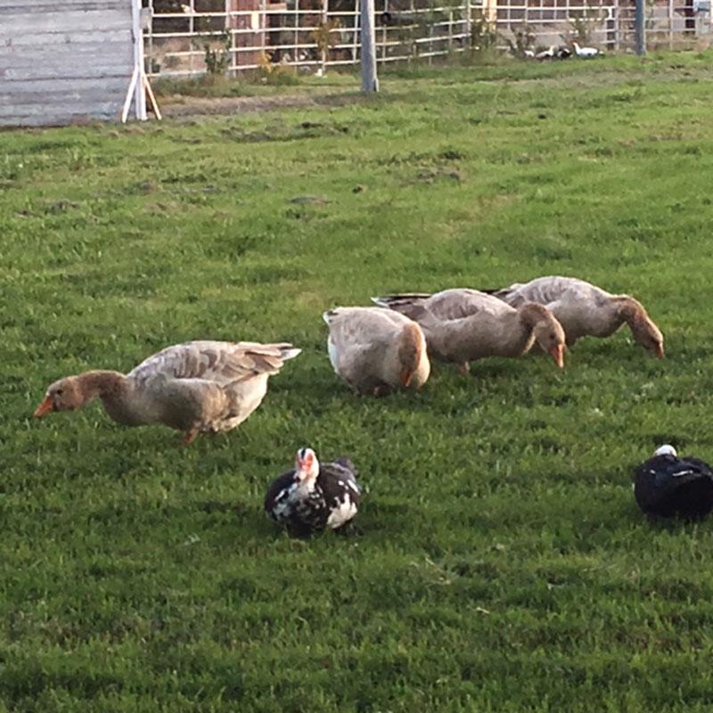 Homestead Life