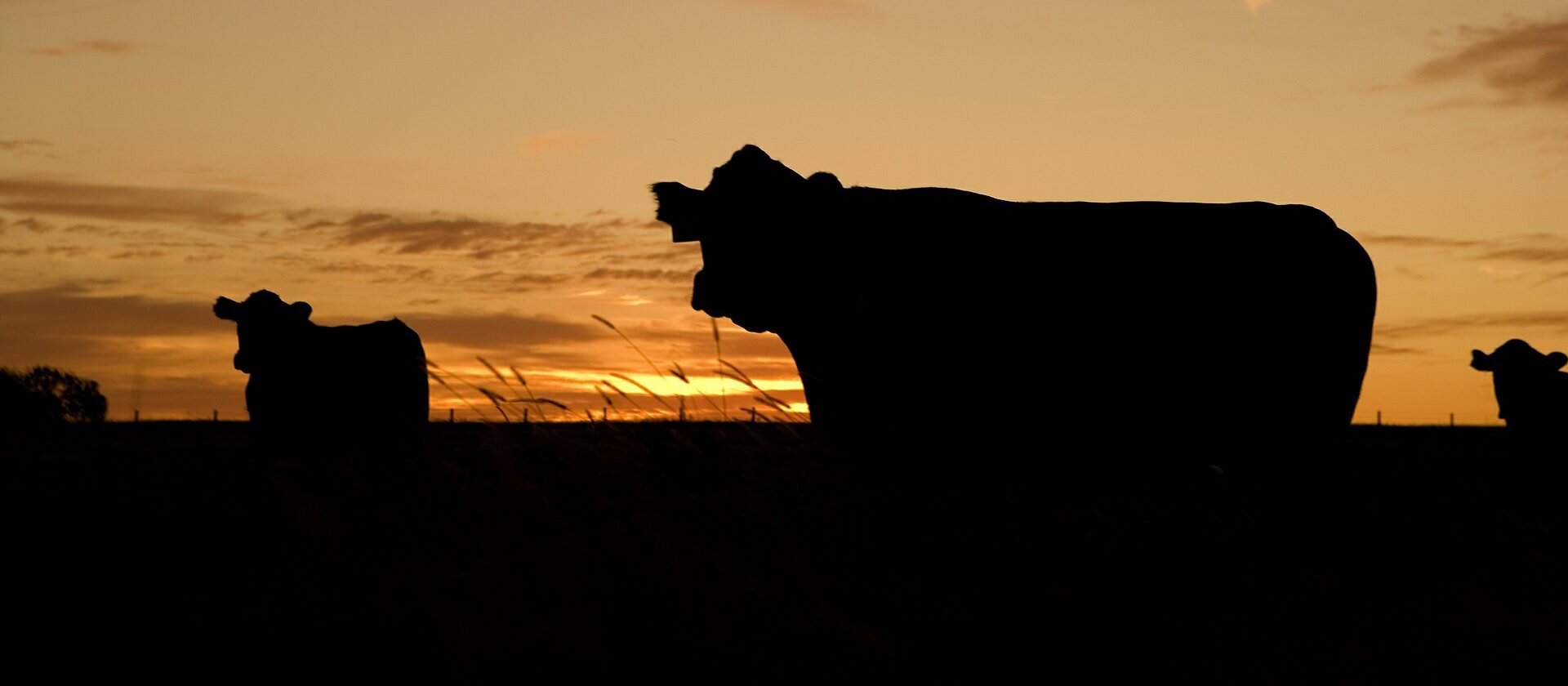 Homestead Natural Meats