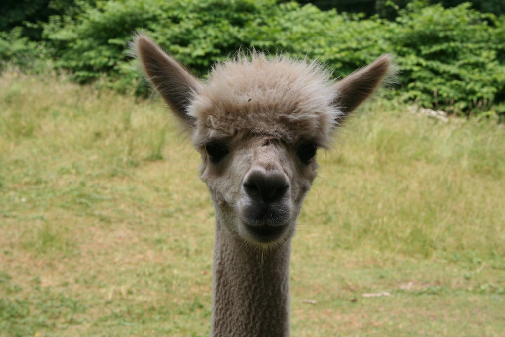 Hope Springs Farm LLC