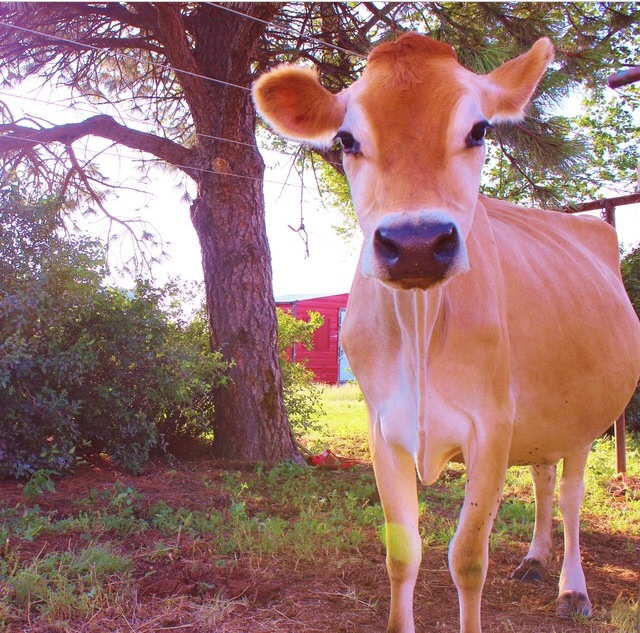 Hudson Plains Raw Dairy