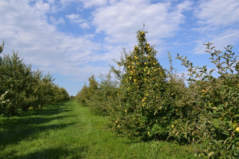 Hugus Fruit Farm
