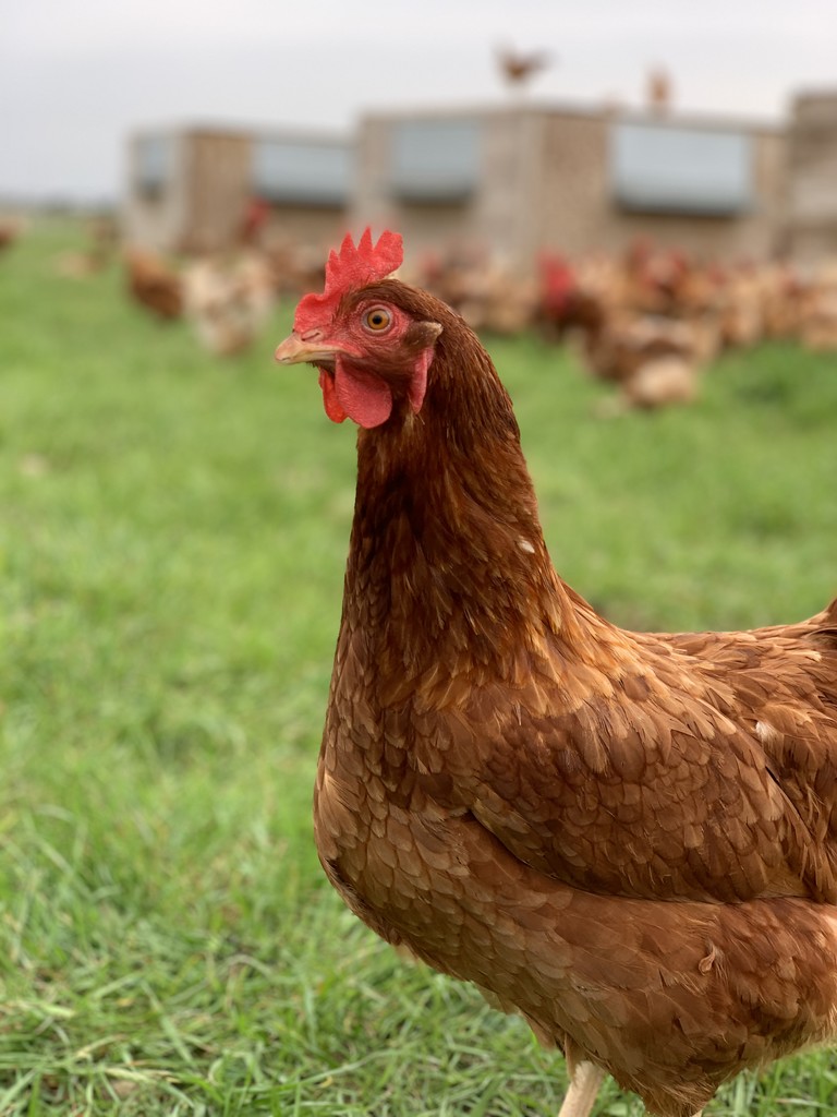 Humble Rooster Farm, LLC