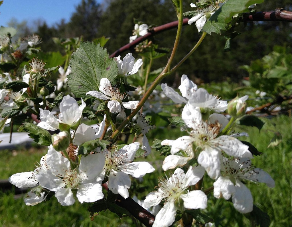 Hummingbird Berry Farm