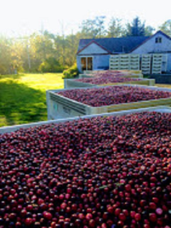 Jack and Kristin Stein Cranberries