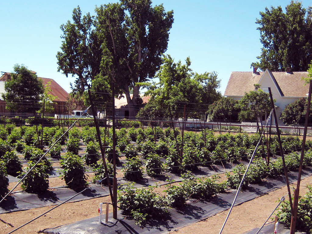 Jacobs Family Berry Farm