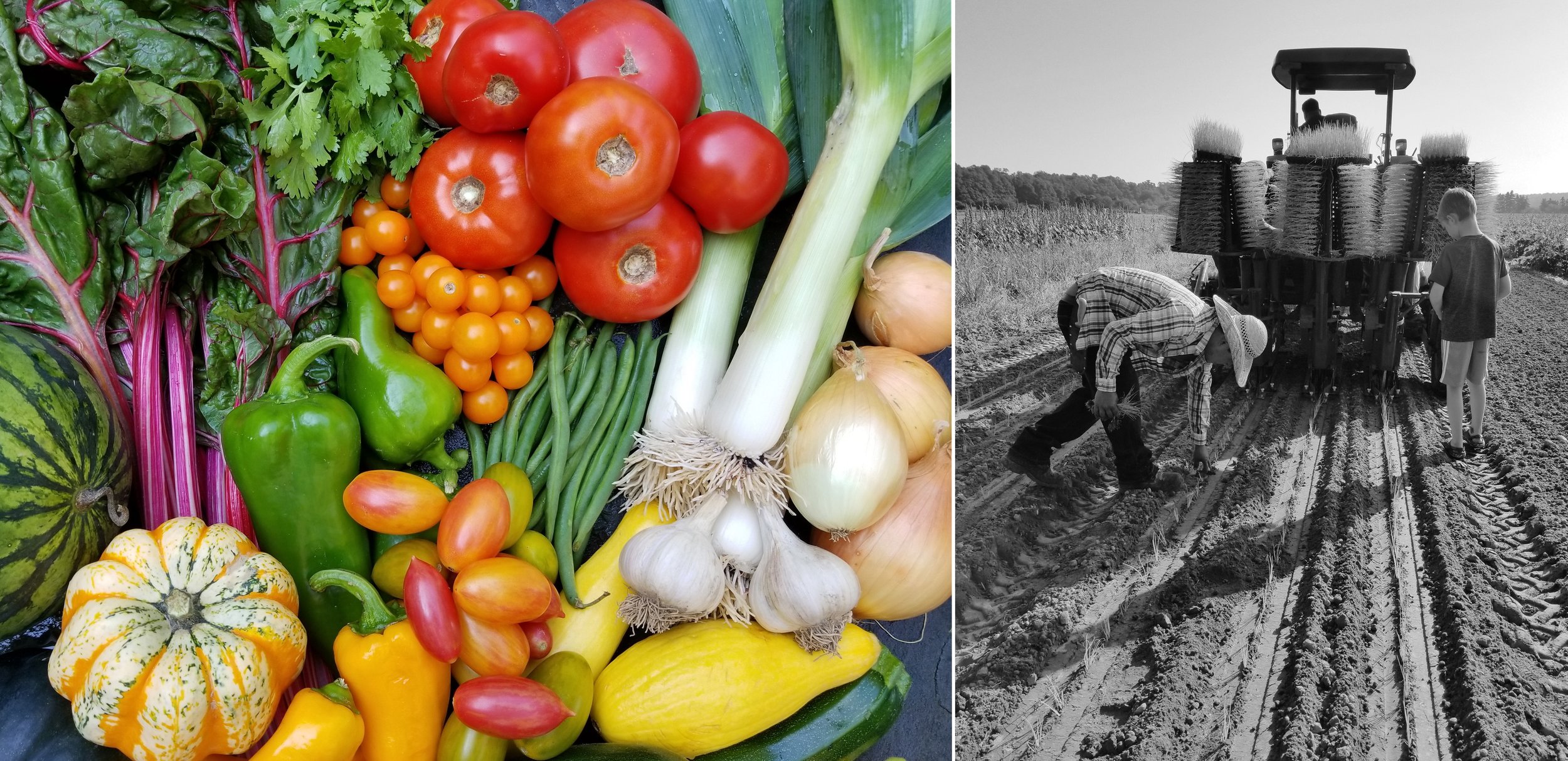 Jamesport CSA Pick-up Location