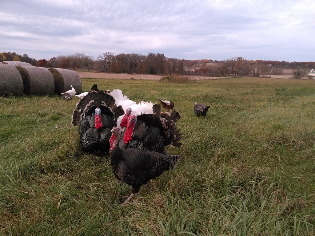 Jamison Family Farms