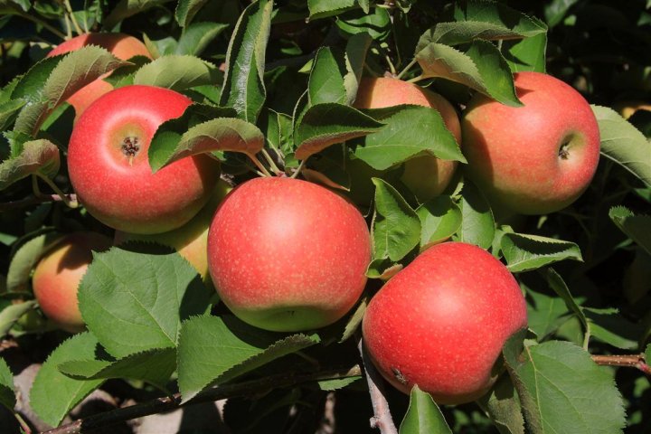 Johnston Fruit Farms