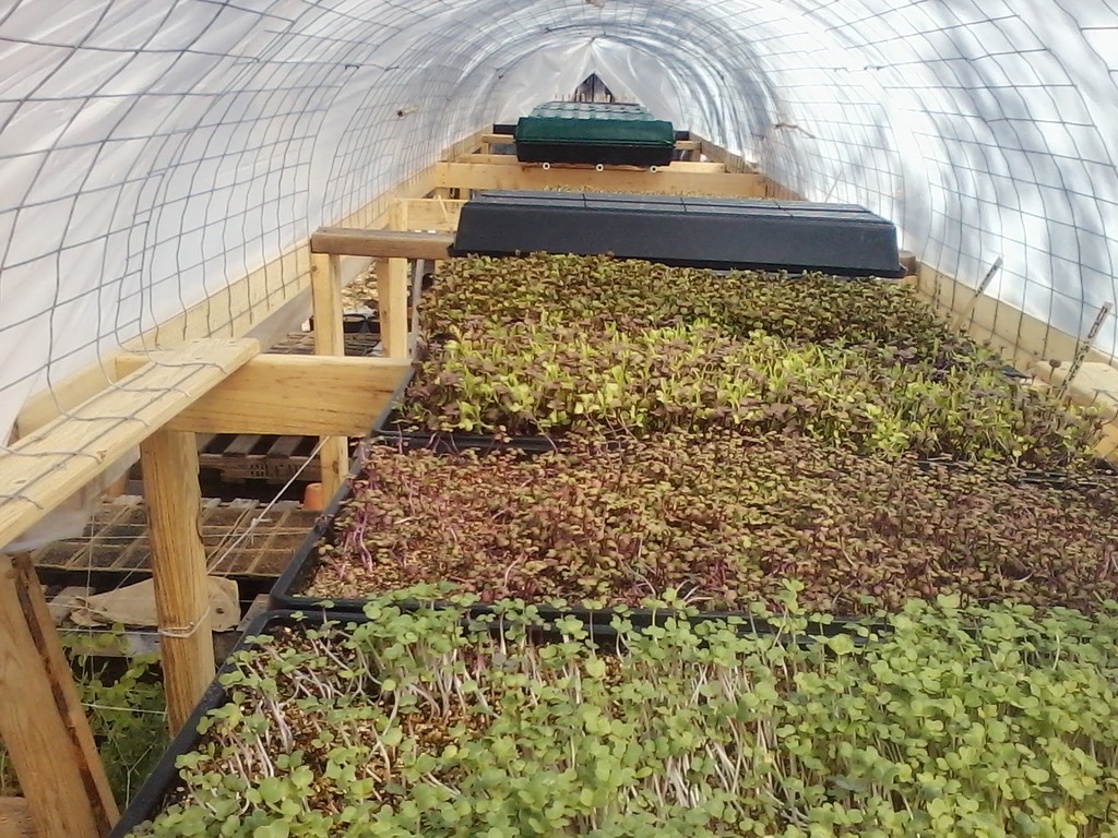 Jollie Baby Produce