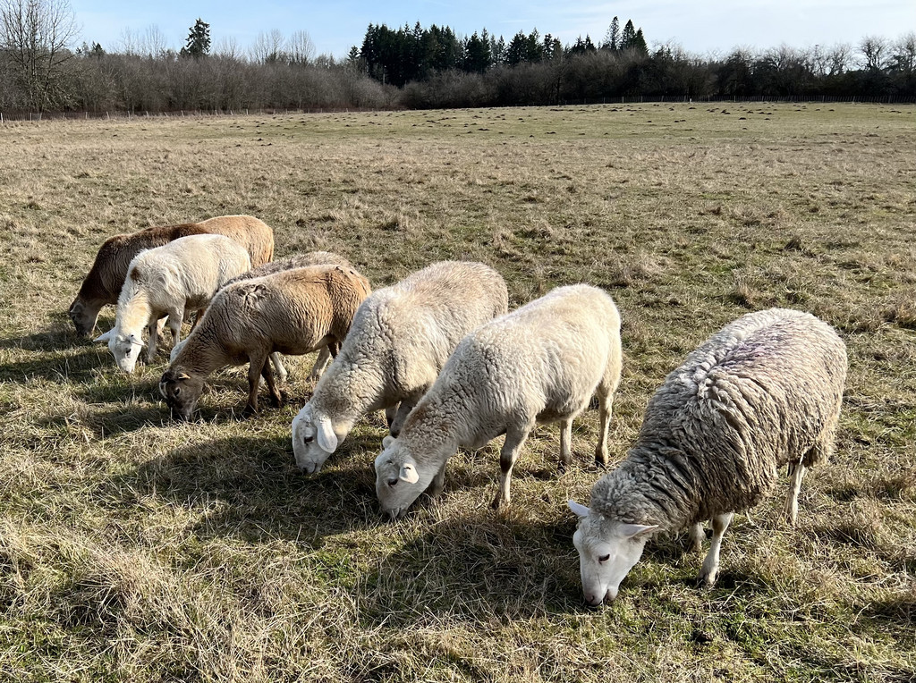 Jumpin Double Ewe Farm