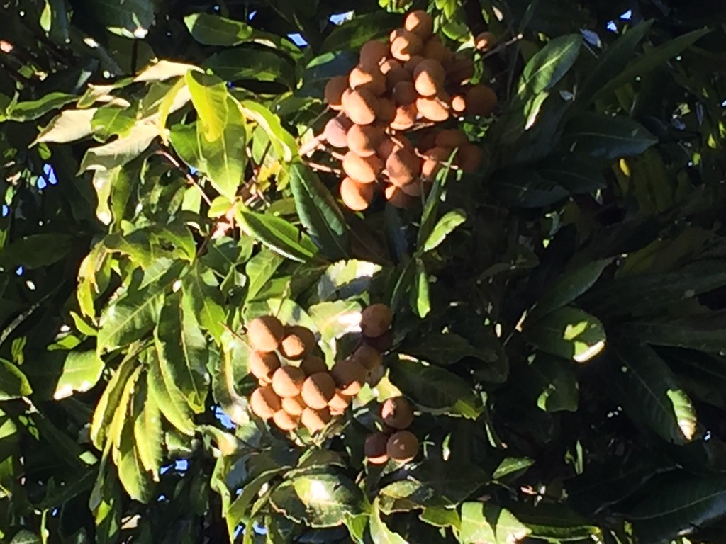 Jupiter Farms Tropical Fruit