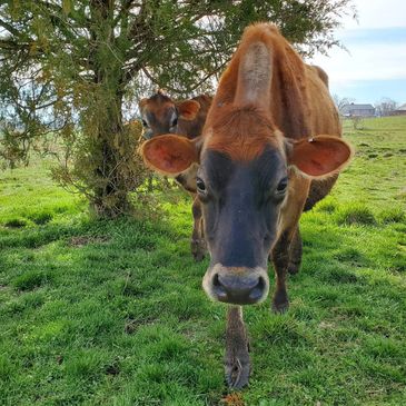 Keswick Creamery at Carrock Farm