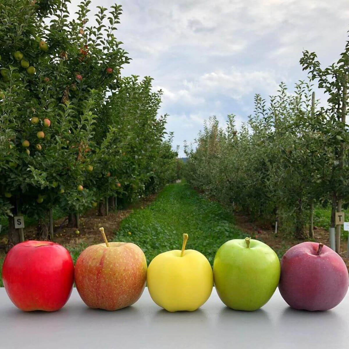 Kiyokawa Family Orchards