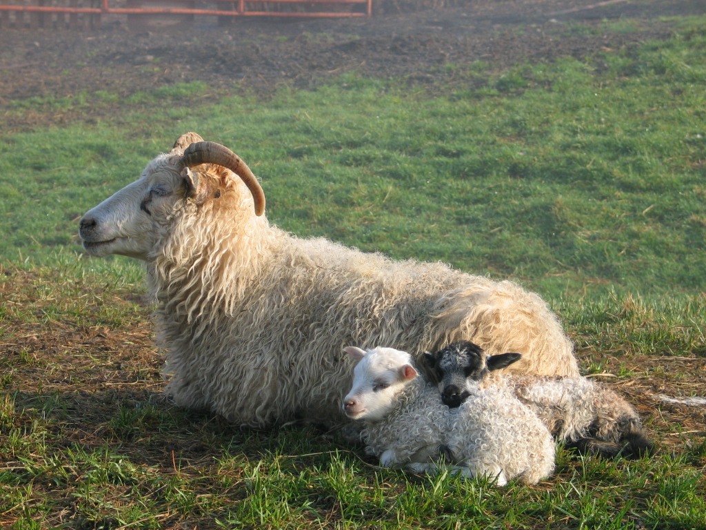 Knoll Farm Icelandics