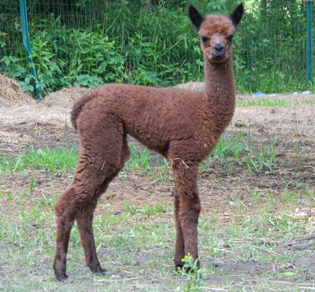 Koehler's 4 Star Alpacas