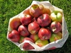 Kosinski's Farms
