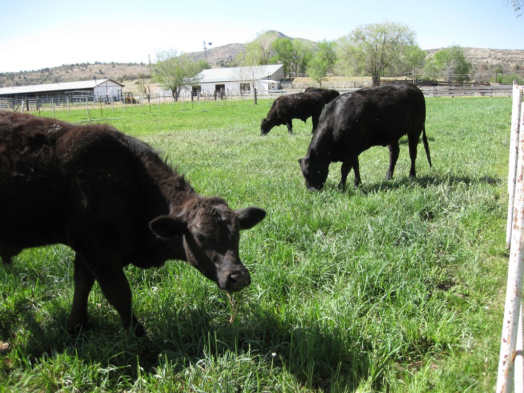 L Bell Ranch