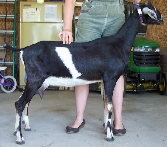 Land of Havilah Herbals, LLC