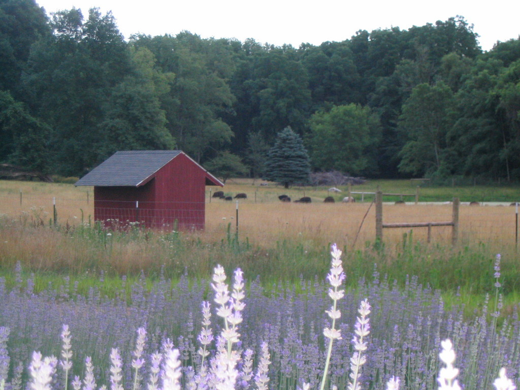 Lavender HIll Farm of Niles, MI