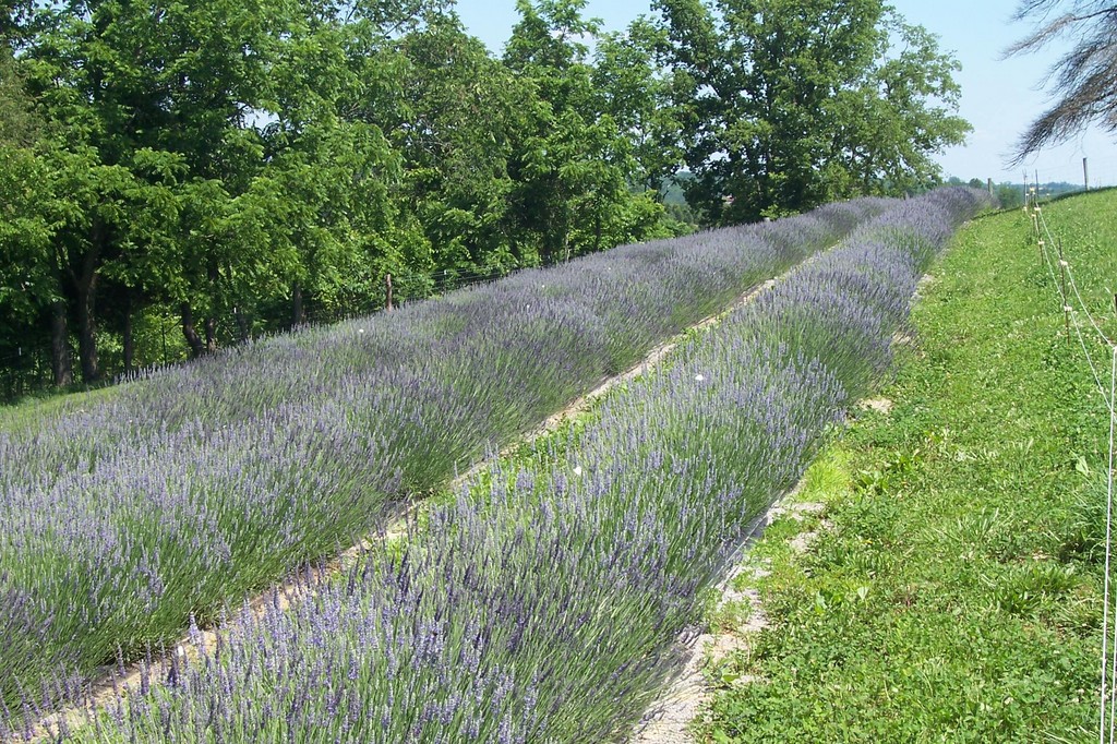Lavender Hills of Kentucky, LLC